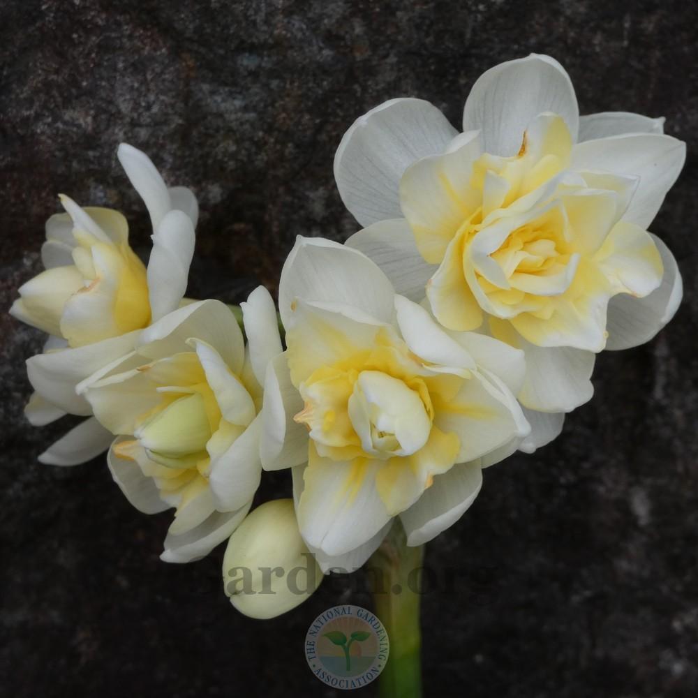 Photo of Double Daffodil (Narcissus 'Cheerfulness') uploaded by Patty