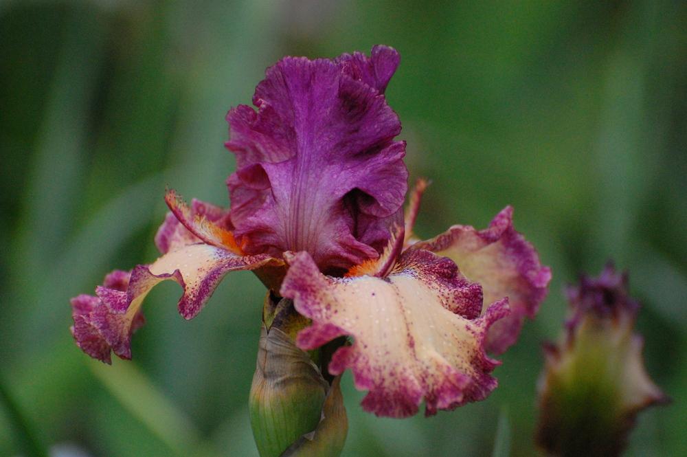 Photo of Tall Bearded Iris (Iris 'Rock Star') uploaded by coboro