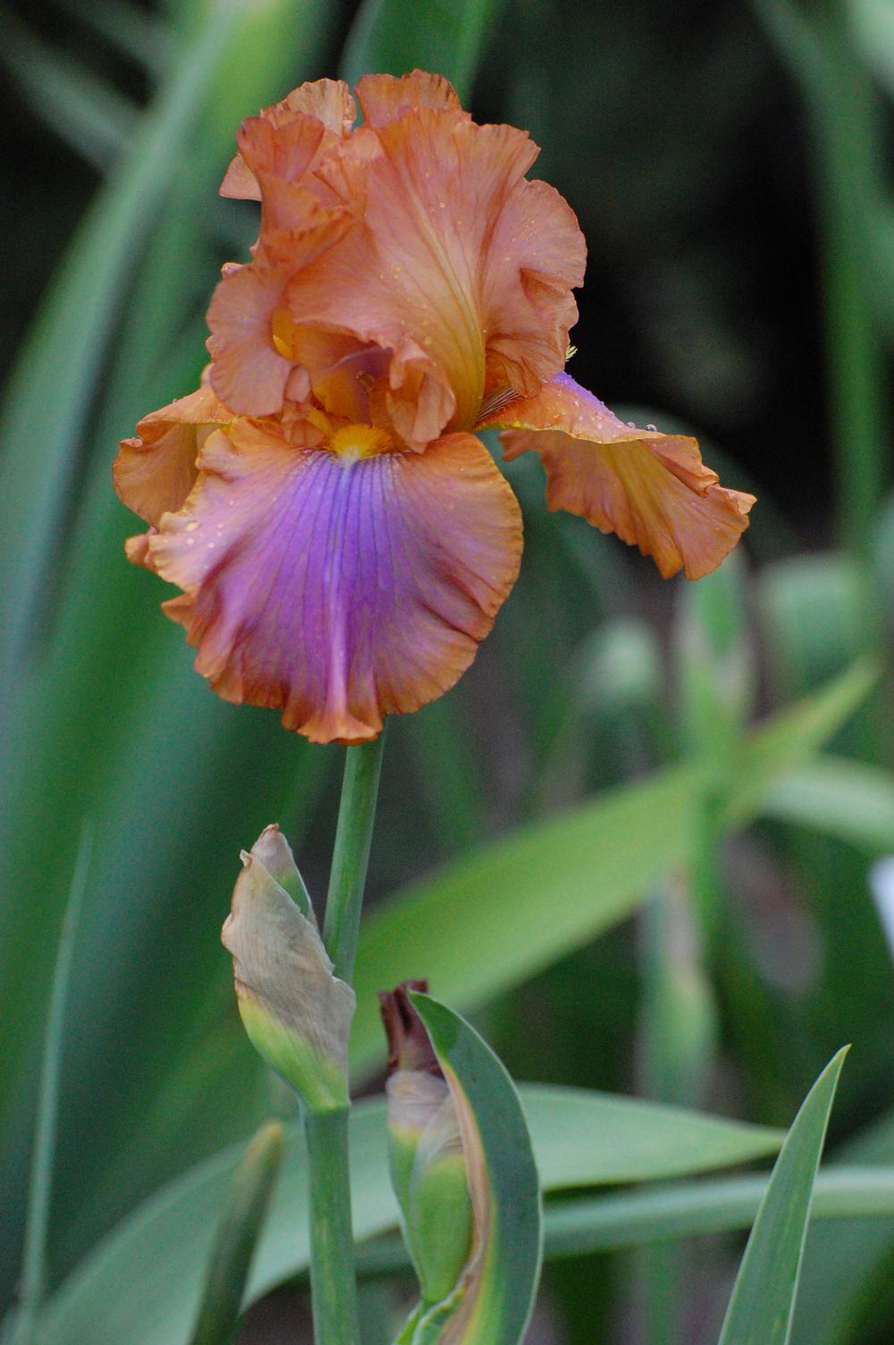Photo of Tall Bearded Iris (Iris 'Cruise to Autumn') uploaded by coboro