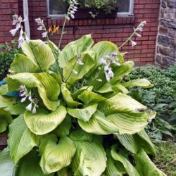 Location: York, PA 17402
Date: 08/2016
I wish I knew what the type of hosta this is. it's huge.