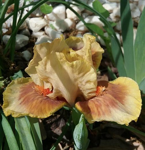 Photo of Standard Dwarf Bearded Iris (Iris 'Oregon Pay Dirt') uploaded by grannysgarden