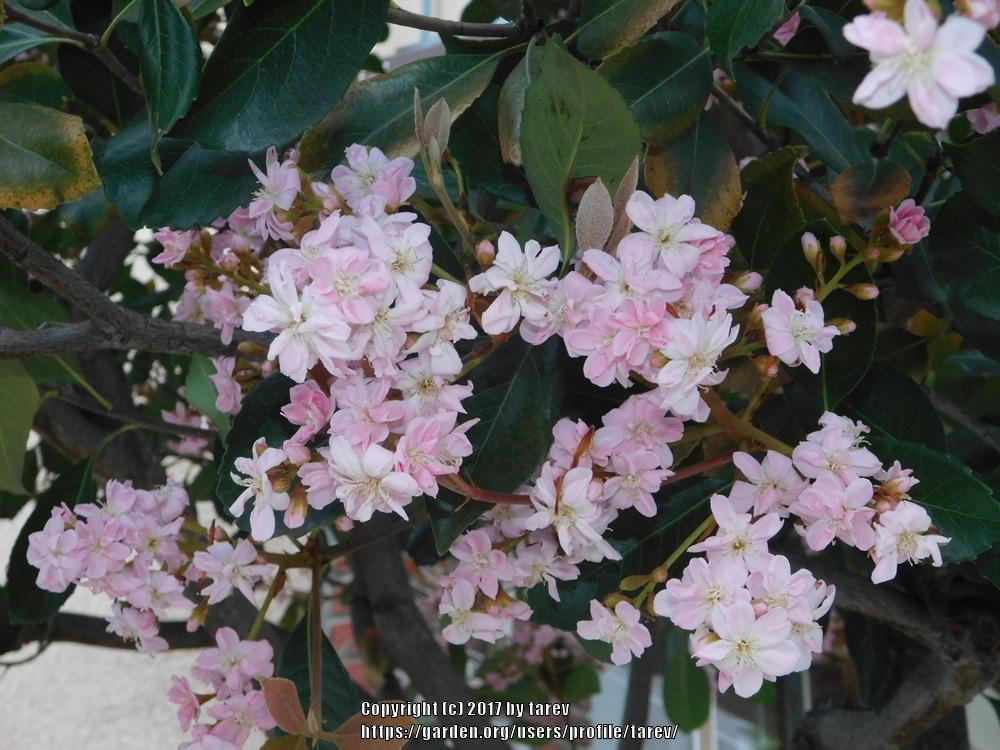 Photo of Indian Hawthorn (Rhaphiolepis indica) uploaded by tarev