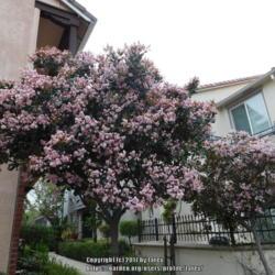 Location: Common area garden - San Joaquin County, CA
Date: 2017-04-04 - Spring
Blooming flowering tree in Spring!