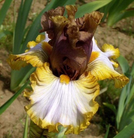 Photo of Tall Bearded Iris (Iris 'Mood Ring') uploaded by Calif_Sue