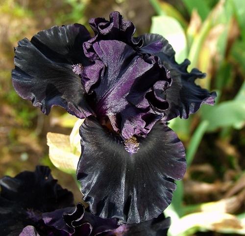 Photo of Intermediate Bearded Iris (Iris 'Dark Triad') uploaded by Calif_Sue