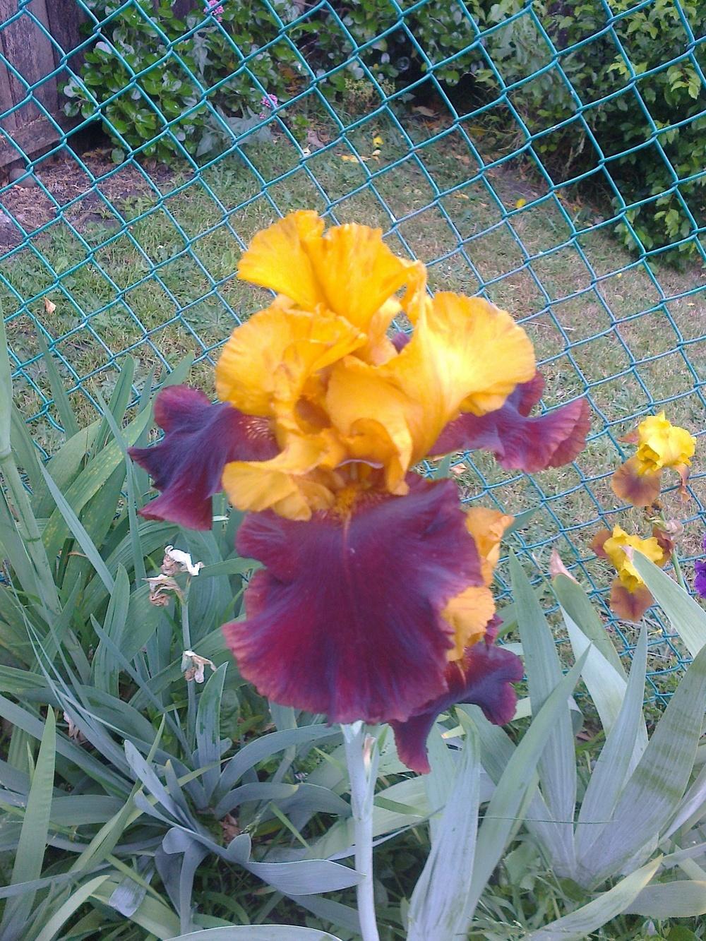 Photo of Tall Bearded Iris (Iris 'Supreme Sultan') uploaded by Greeneyedmonster
