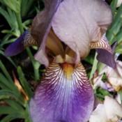 "Sindjkha" Tall Bearded Iris -  ( Heritage 1918 )