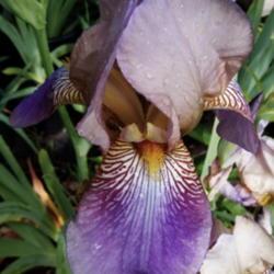 Location: Hobart, Tasmania
Date: 2016-11-08
"Sindjkha" Tall Bearded Iris -  ( Heritage 1918 )
