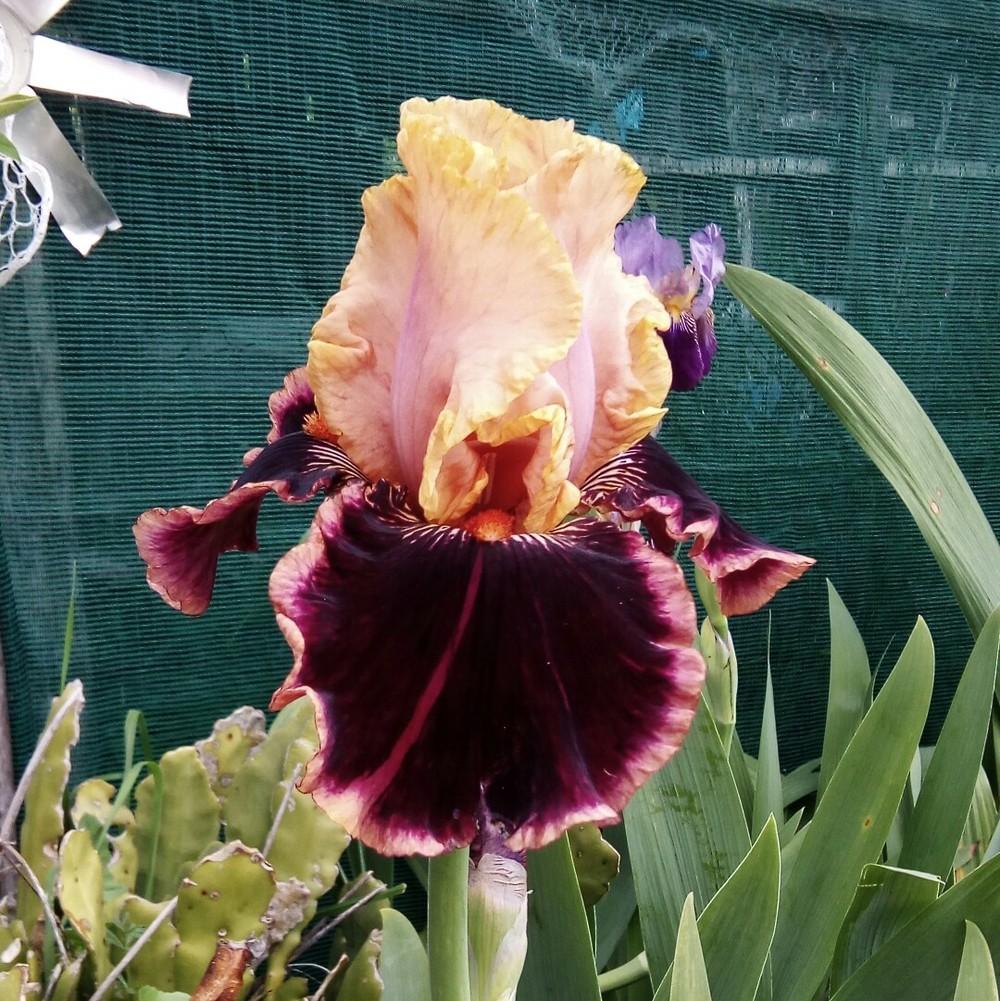 Photo of Tall Bearded Iris (Iris 'Glamour Pants') uploaded by Greeneyedmonster