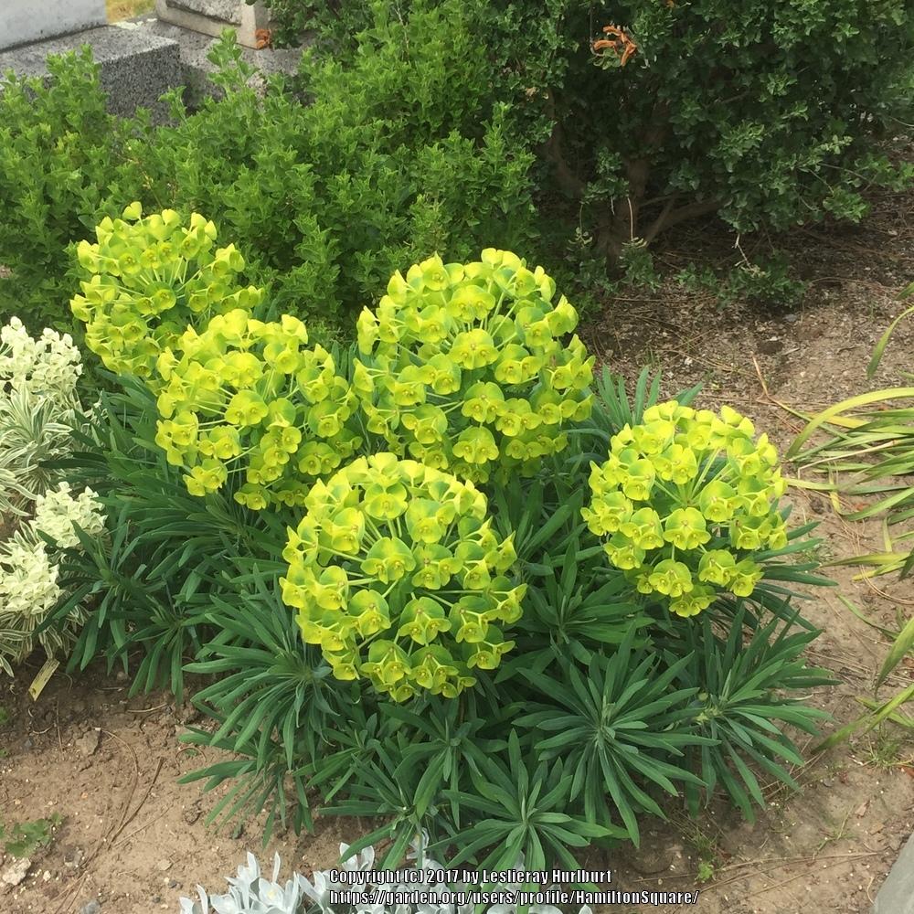 Euphorbias: Plant Care and Collection of Varieties ...