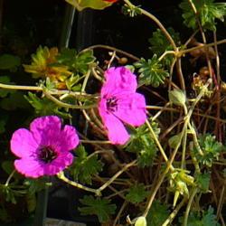 Location: Nora's Garden - Castlegar, B.C.
Date: 2014-06-07
 6:40 pm. A bright fuchsia pink.