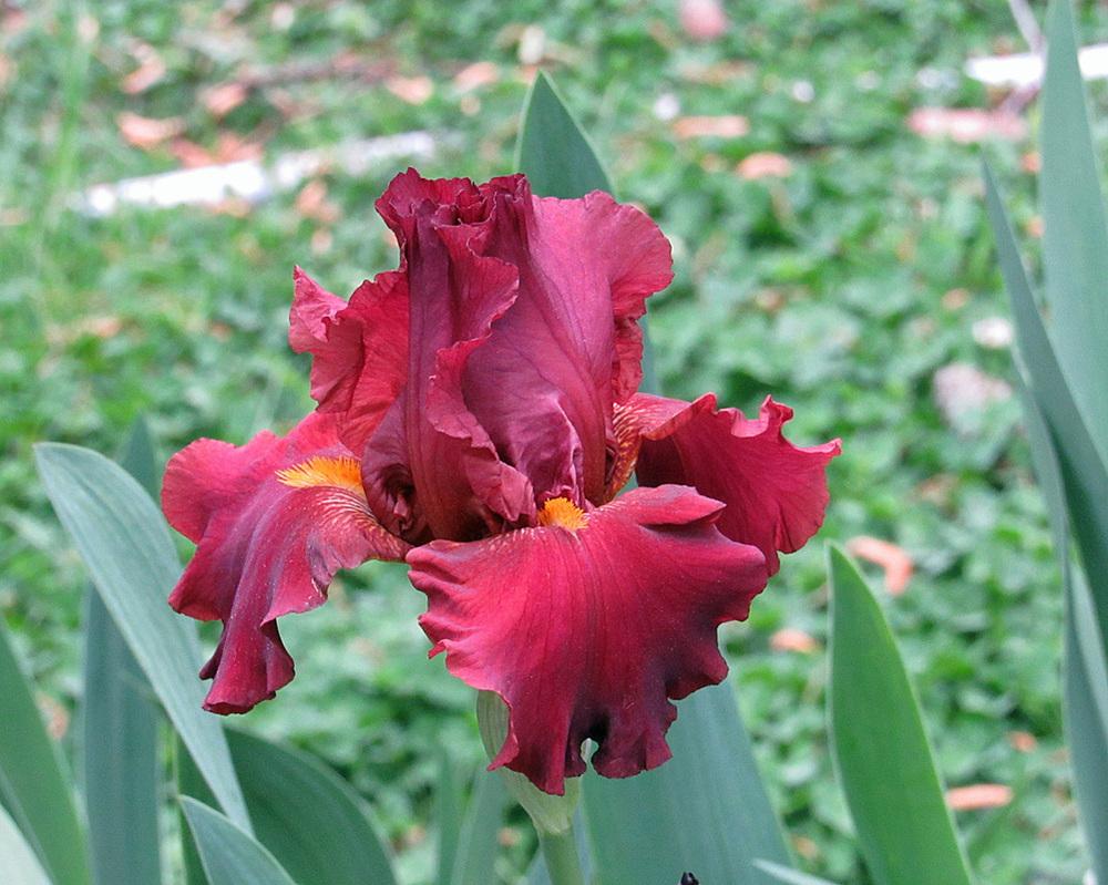 Photo of Tall Bearded Iris (Iris 'Lest We Forget') uploaded by Lestv