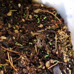 Location: Plano, TX
Date: 2017-04-07
Germinated in 2 weeks.