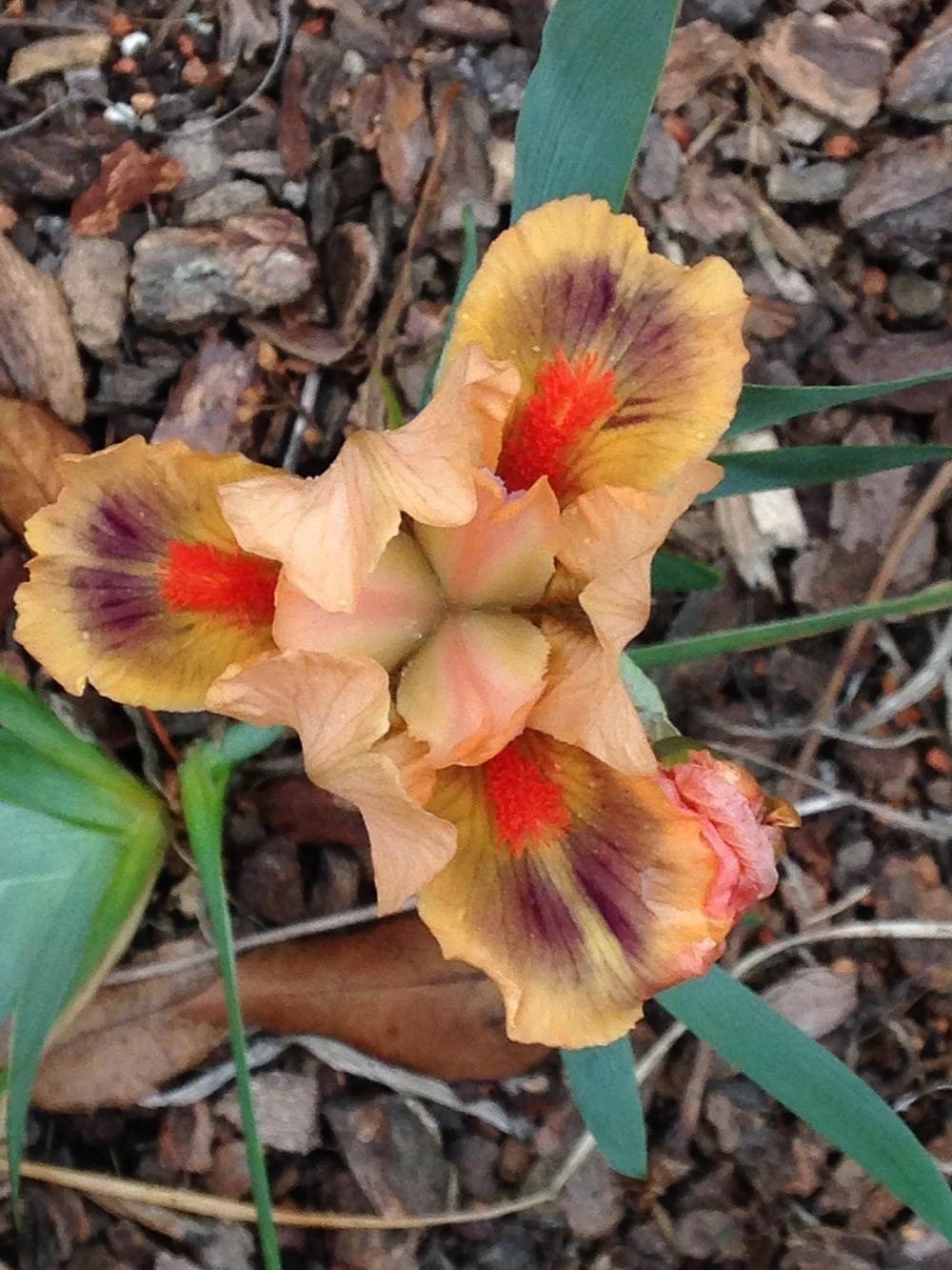 Photo of Miniature Dwarf Bearded Iris (Iris 'Miniseries') uploaded by lilpod13