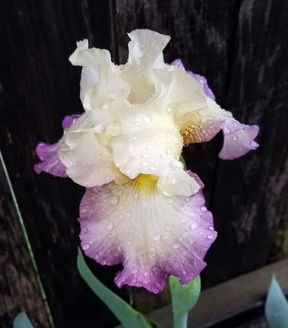 Photo of Tall Bearded Iris (Iris 'Gypsy Glitter') uploaded by mesospunky