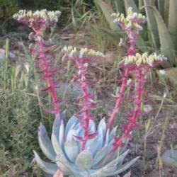 Location: Baja California
Date: 2017-04-07
Upright flowers a characteristic of the white form