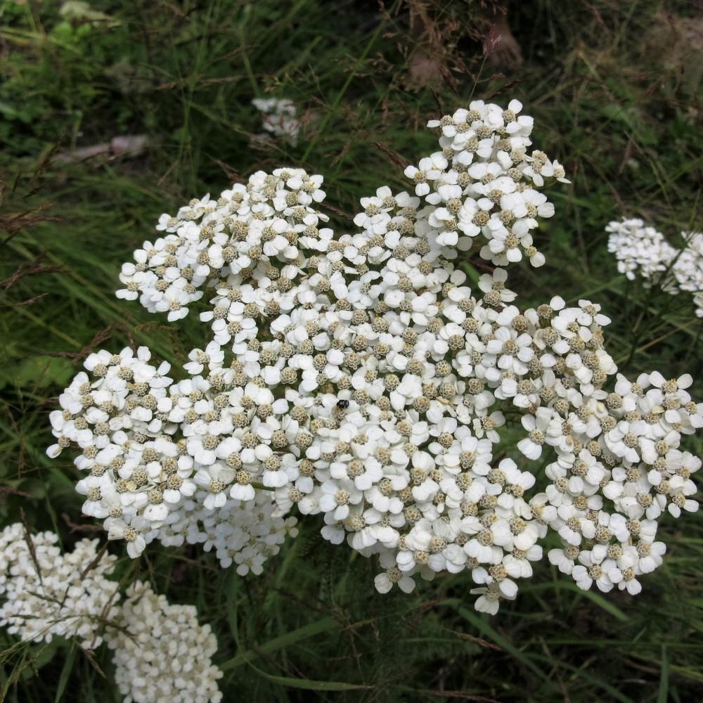 Photo of Yarrow (Achillea millefolium) uploaded by Bonehead