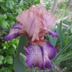 Location: Las Cruces, NM
Date: 2017-04-04
Tall Bearded Iris Doctor No