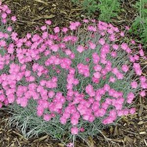 Photo of Cheddar Pink (Dianthus gratianopolitanus 'Bath's Pink') uploaded by Lalambchop1