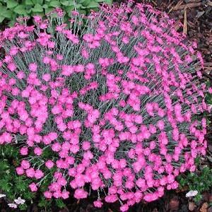 Photo of Cheddar Pink (Dianthus gratianopolitanus 'Feuerhexe') uploaded by Lalambchop1
