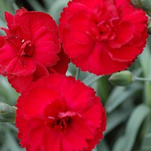 Photo of Border Pinks (Dianthus Early Bird™ Radiance) uploaded by Lalambchop1