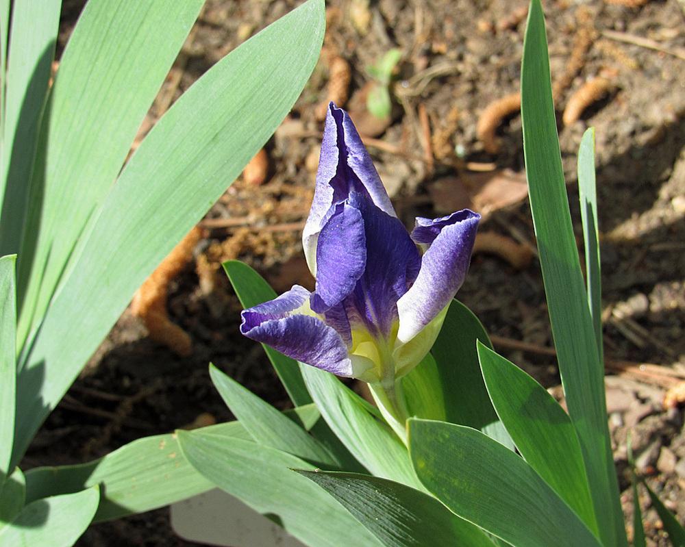 Photo of Standard Dwarf Bearded Iris (Iris 'Crystal Ship') uploaded by Lestv