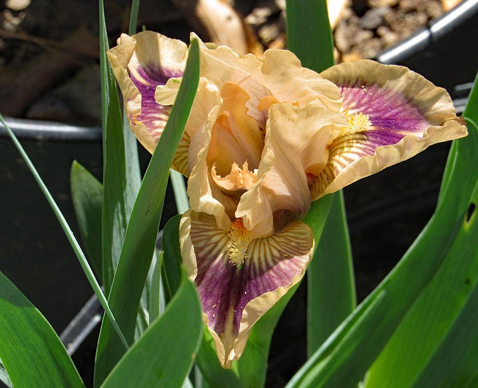 Photo of Standard Dwarf Bearded Iris (Iris 'Apricot Berry') uploaded by Lestv