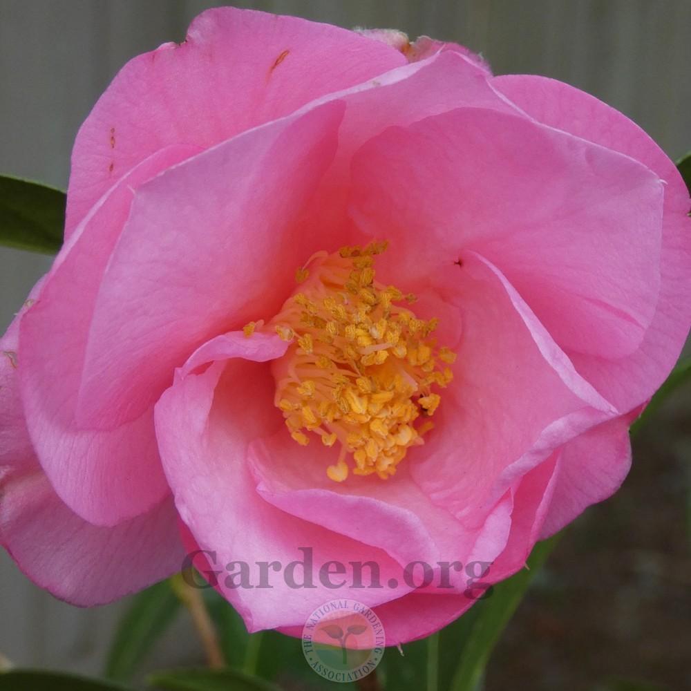 Photo of Camellia 'Taylor's Perfection' uploaded by Patty