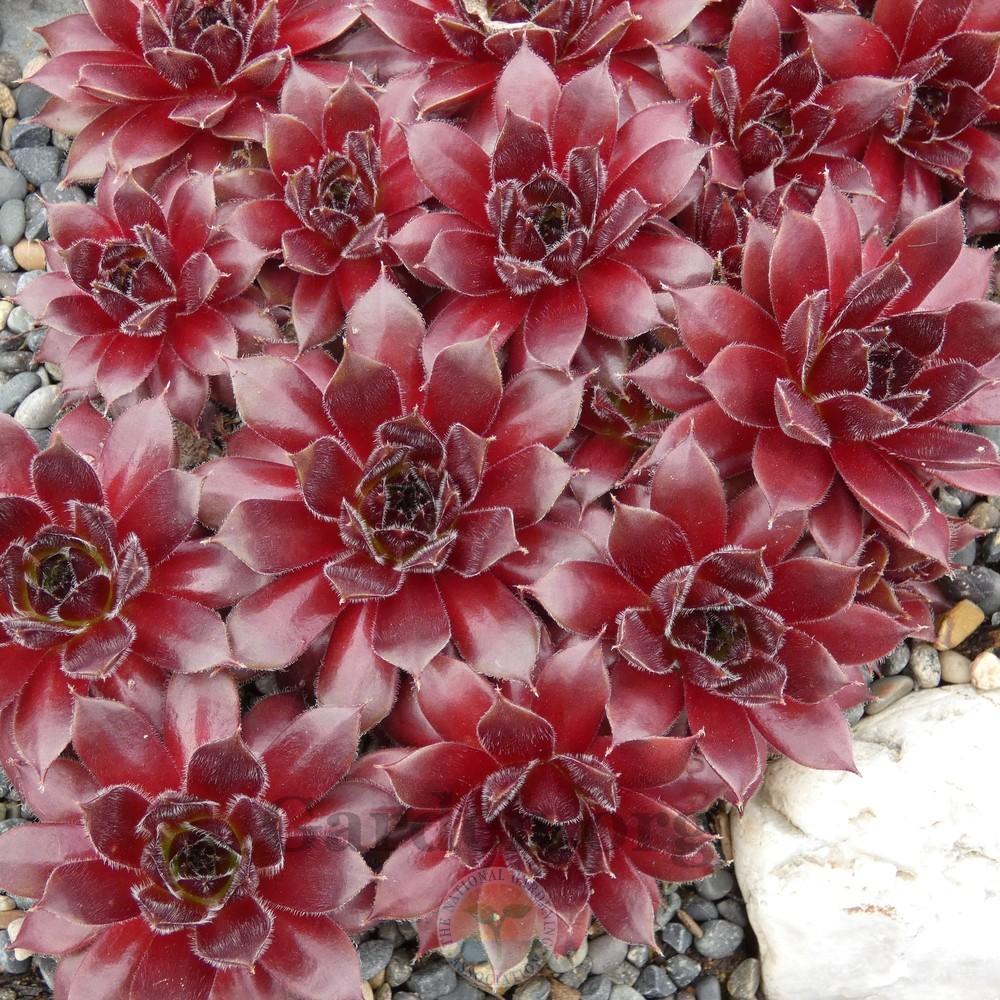Photo of Hen and Chicks (Sempervivum 'Jeanne d'Arc') uploaded by Patty