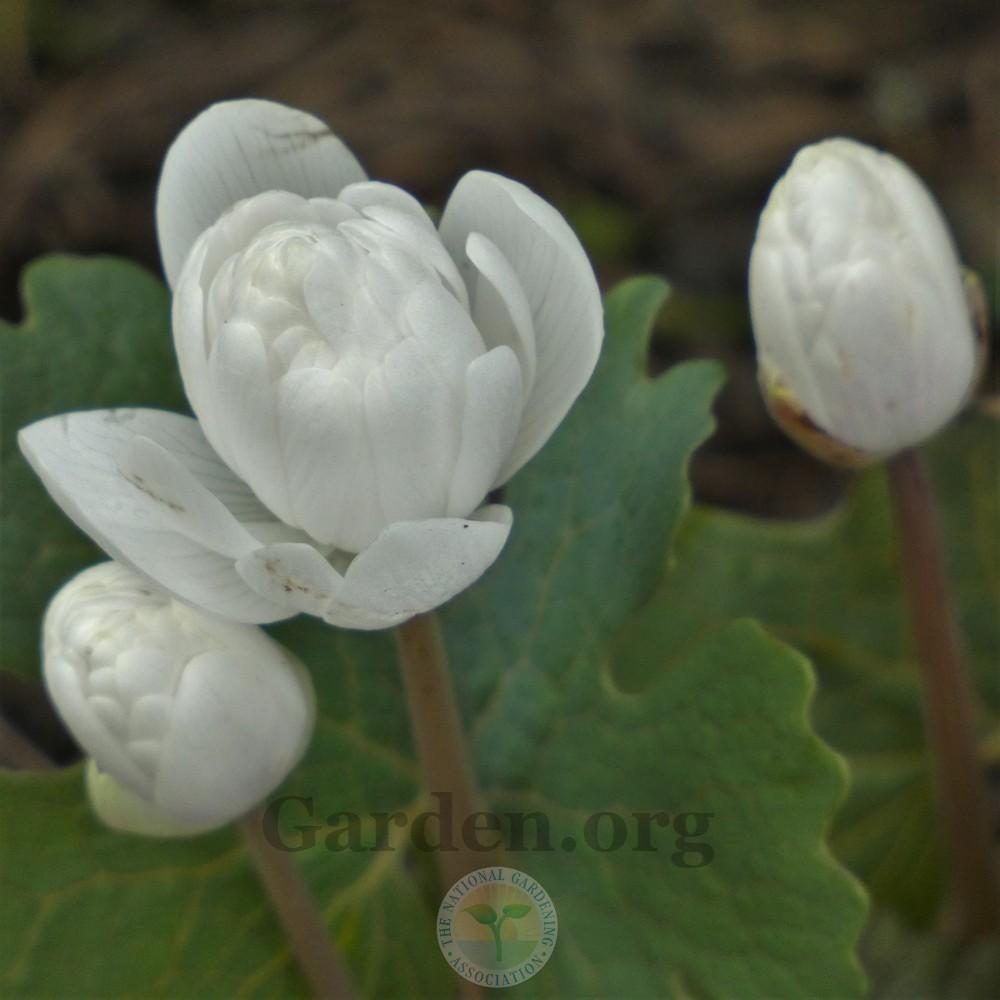 Photo of Bloodroot (Sanguinaria canadensis 'Multiplex') uploaded by Patty