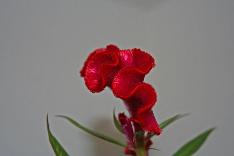 Photo of Celosia argentea f. cristata uploaded by RuuddeBlock