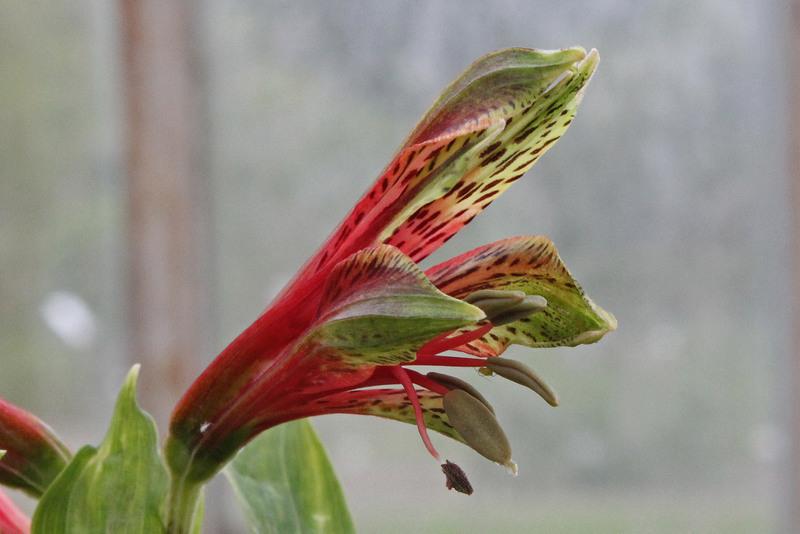 Photo of Peruvian Lily (Alstroemeria psittacina) uploaded by RuuddeBlock