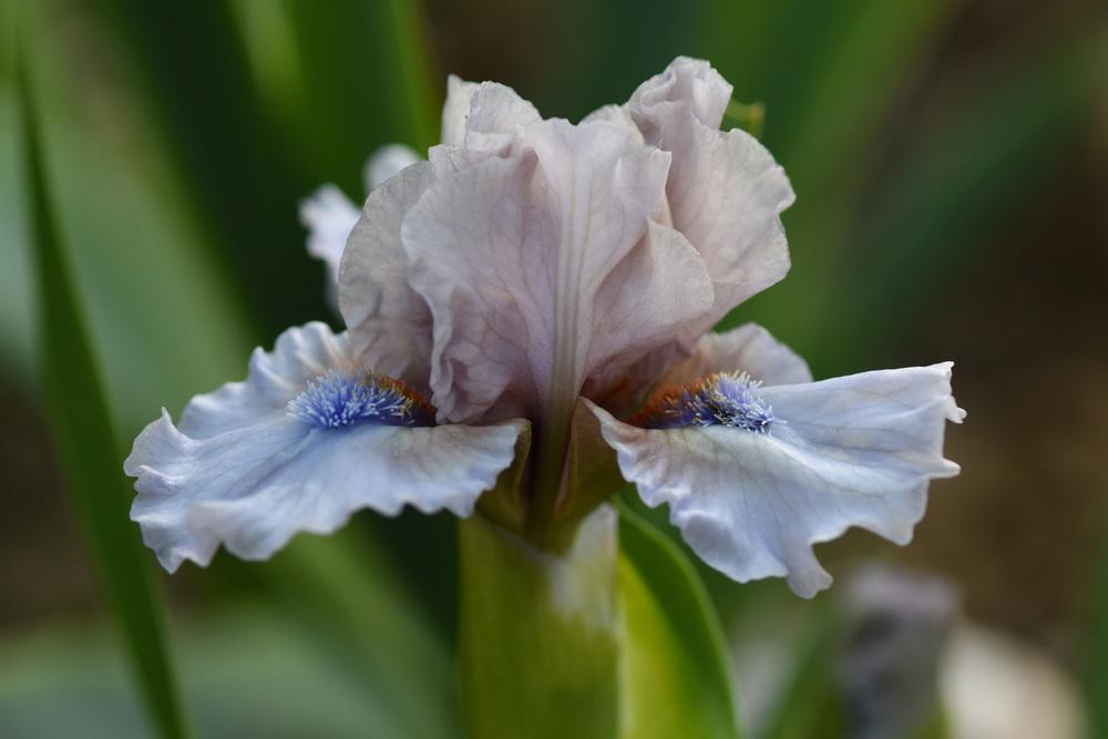 Photo of Standard Dwarf Bearded Iris (Iris 'Breathtaking') uploaded by cliftoncat