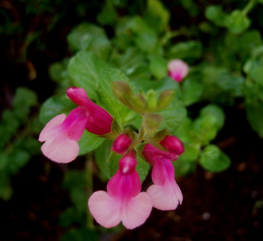 Photo of Autumn Sage (Salvia 'Shell Dancer') uploaded by cocoajuno