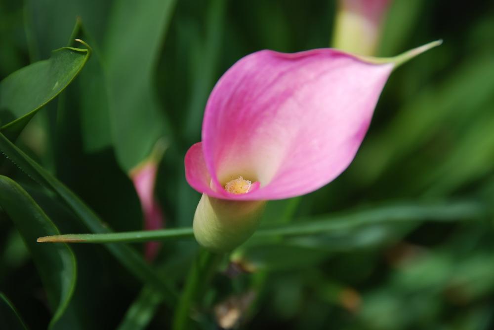 Photo of Pink Calla Lily (Zantedeschia rehmannii) uploaded by doctorpartlow