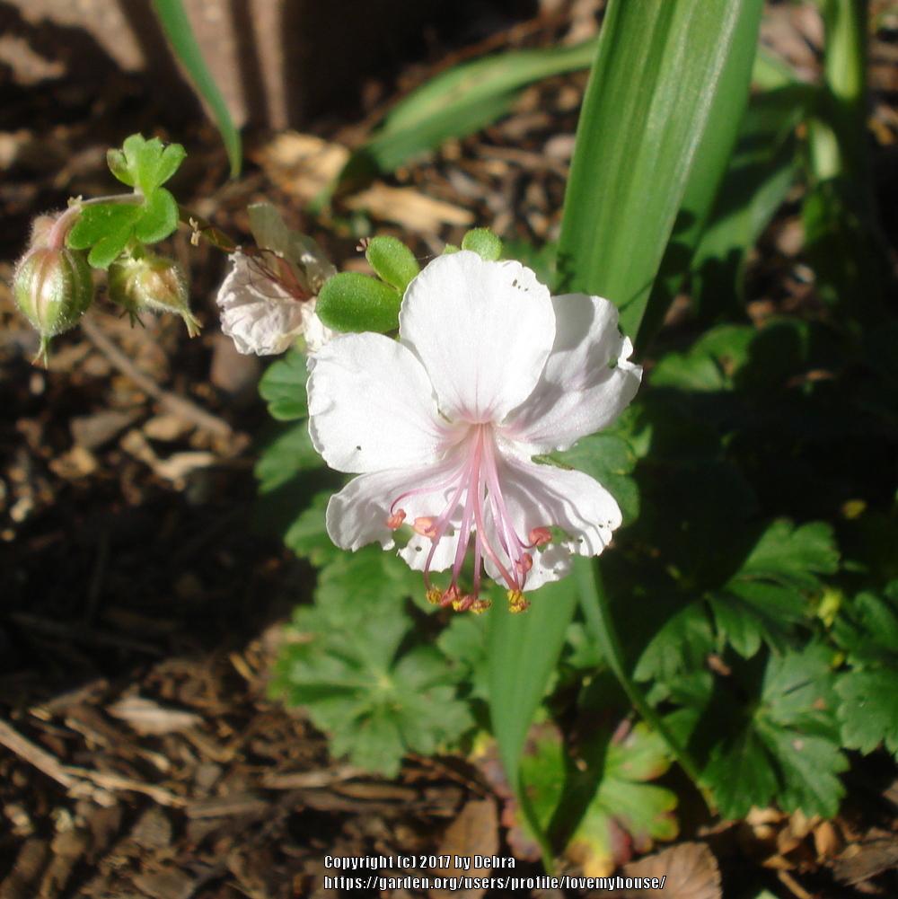 Photo of Hardy Geranium (Geranium x cantabrigiense 'Biokovo') uploaded by lovemyhouse