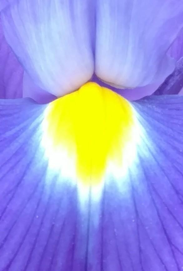 Photo of Irises (Iris) uploaded by sarahbugw