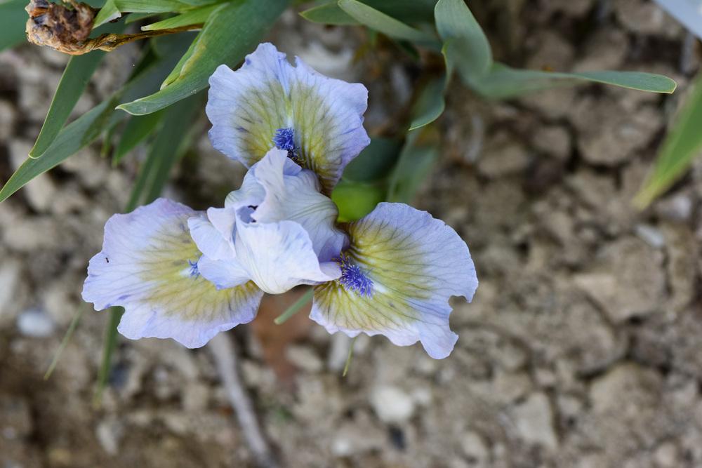 Photo of Standard Dwarf Bearded Iris (Iris 'Green Oasis') uploaded by cliftoncat