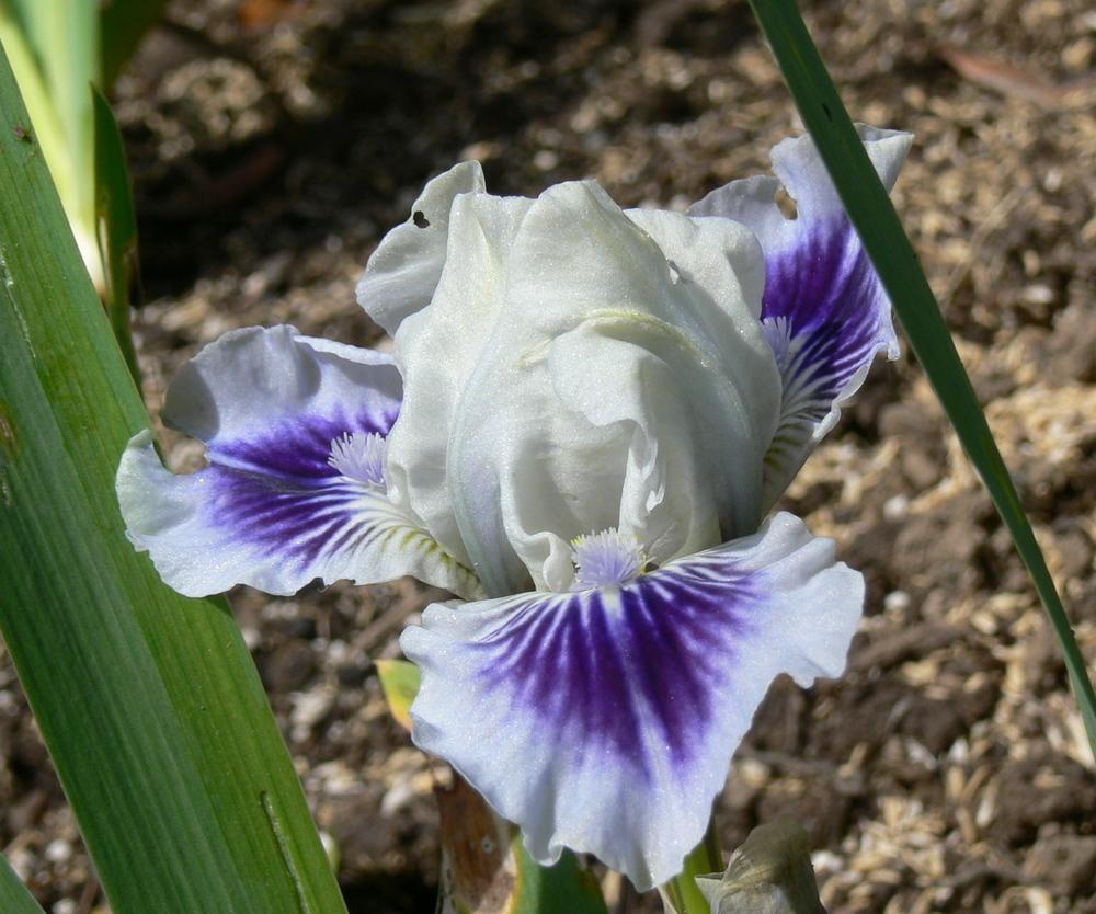 Photo of Standard Dwarf Bearded Iris (Iris 'Divenere') uploaded by janwax