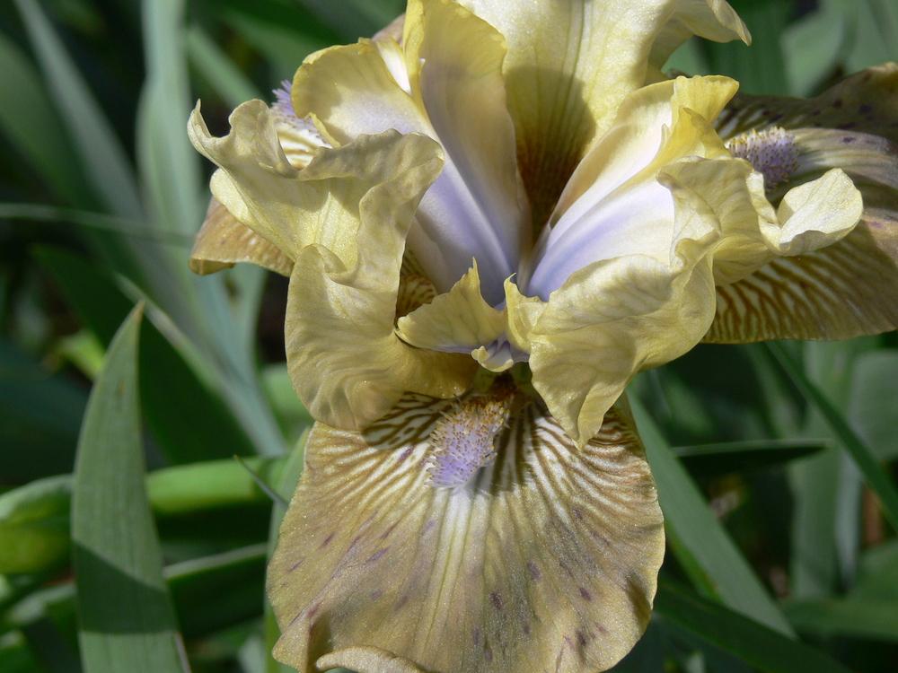 Photo of Intermediate Bearded Iris (Iris 'Sue Zee') uploaded by janwax