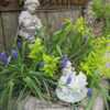 New spring growth mixed with muscari for contrast.