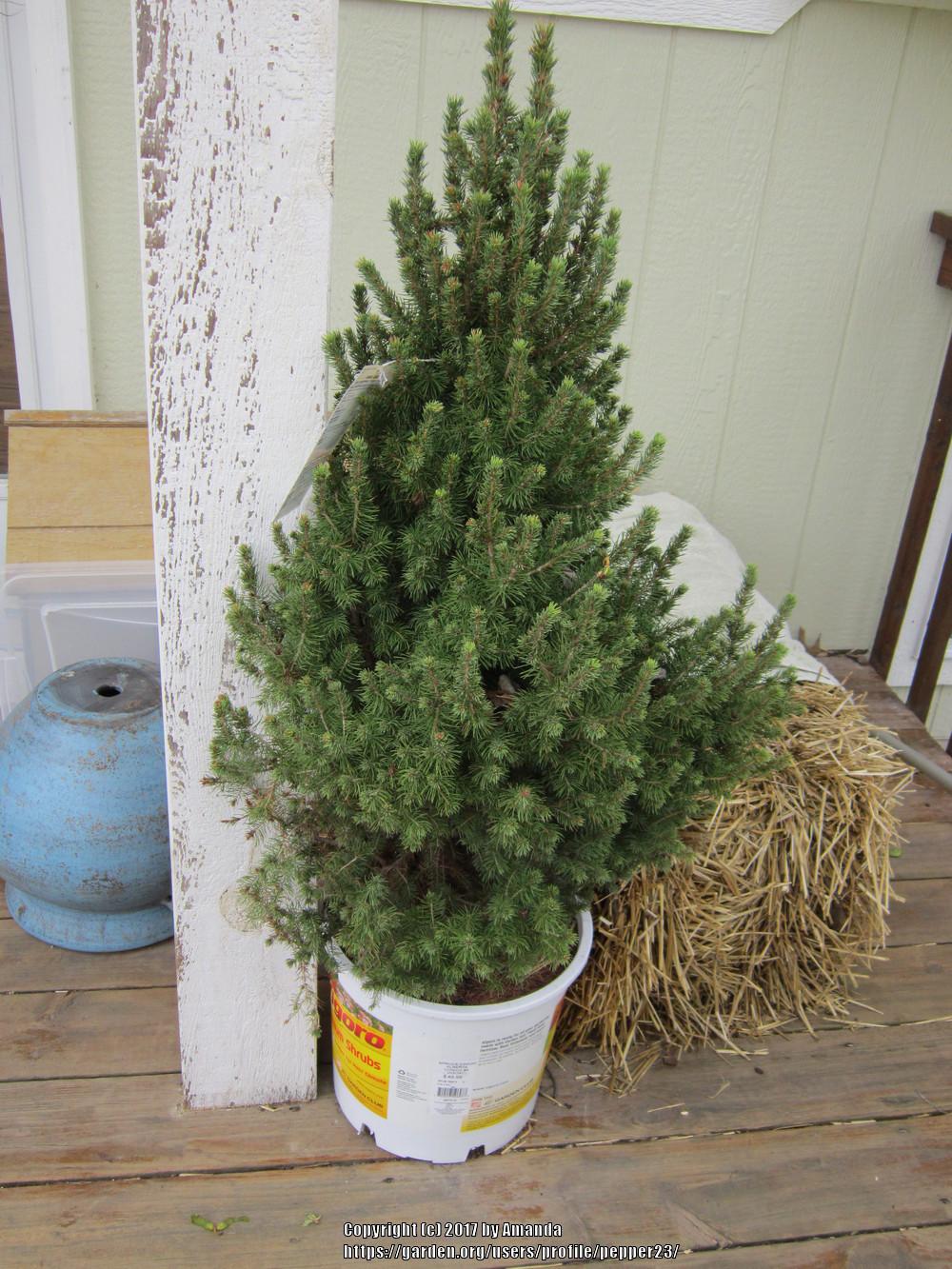 Photo of Dwarf Alberta Spruce (Picea glauca var. albertiana 'Conica') uploaded by pepper23