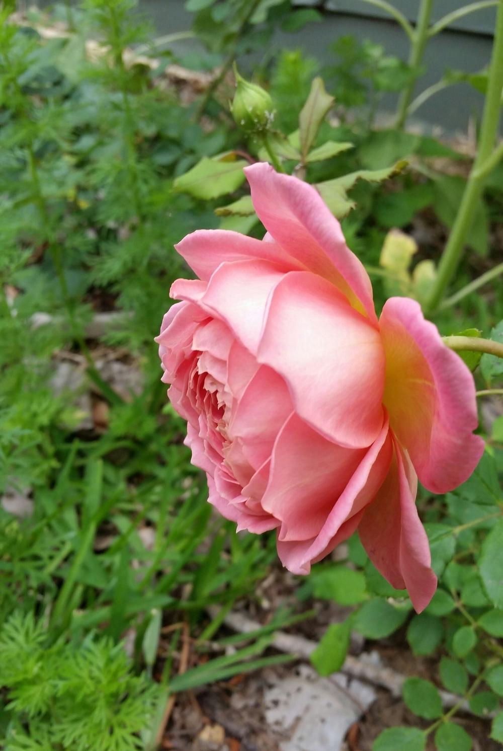 Photo of Rose (Rosa 'Jubilee Celebration') uploaded by FAIRYROSE