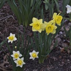 
Date: 2017-04-09
For comparison sake Golden Echo and a normal sized Daffodil