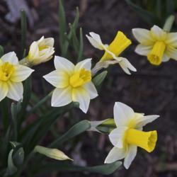 
Date: 2017-04-09
A very striking little Narcissus.