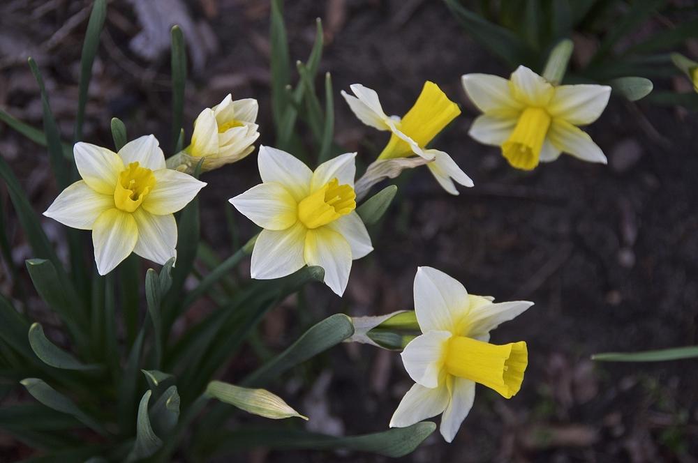 Photo of Jonquilla Daffodil (Narcissus 'Golden Echo') uploaded by Fleur569