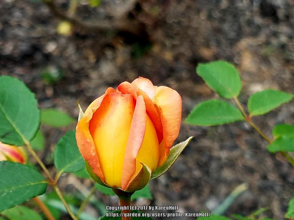 Photo of English Shrub Rose (Rosa 'Lady of Shalott') uploaded by KarenHolt