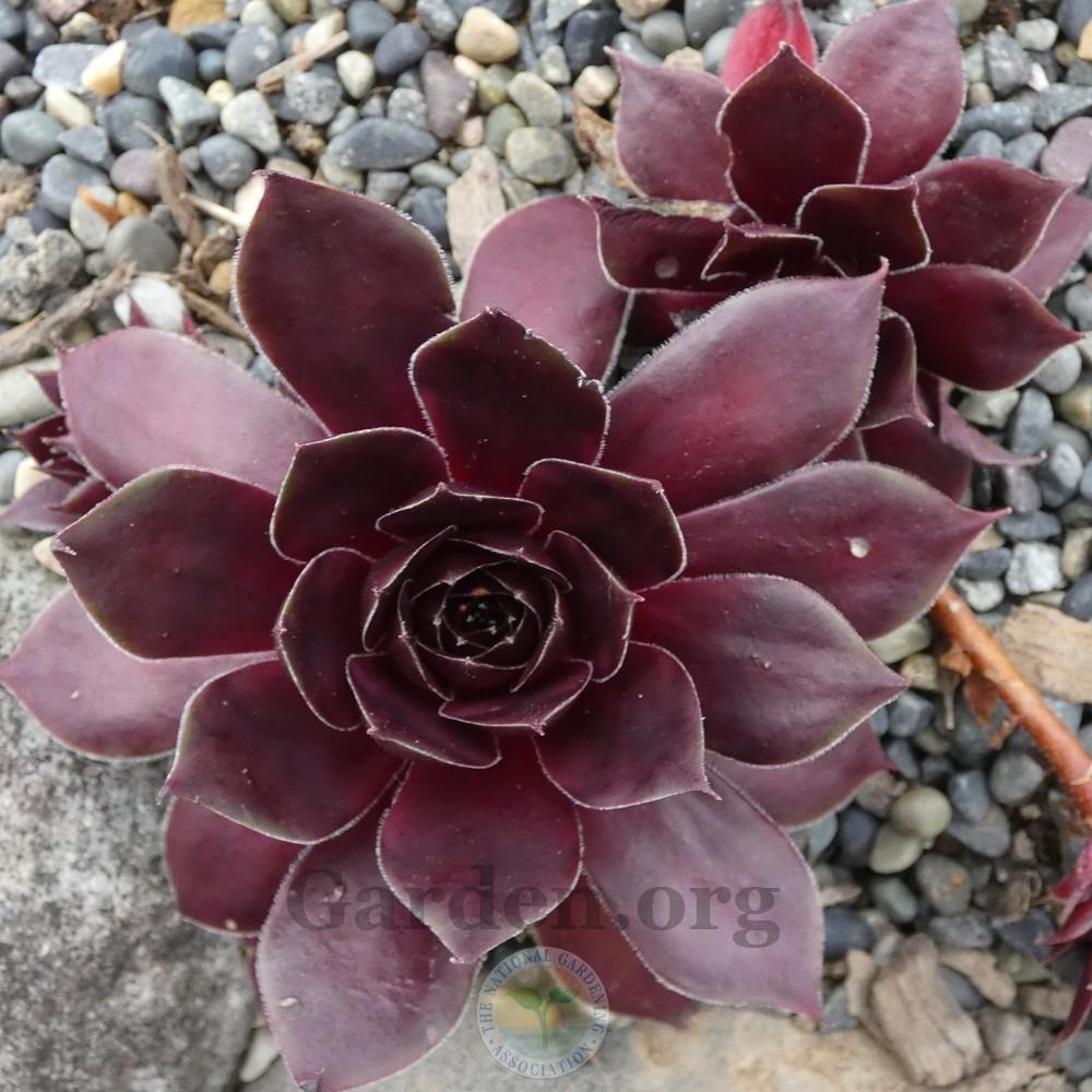 Photo of Hen and Chicks (Sempervivum 'Pacific Green Sleeves') uploaded by Patty