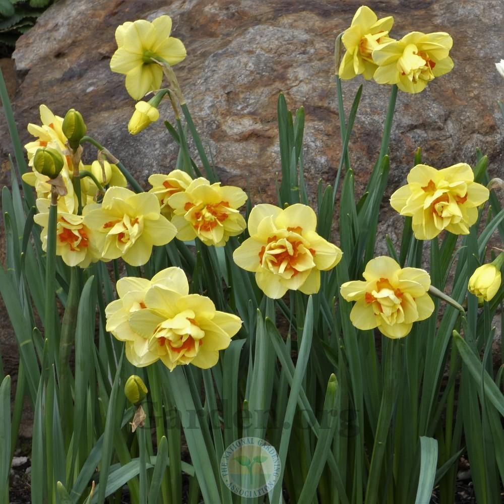 Photo of Double Daffodil (Narcissus 'Tahiti') uploaded by Patty