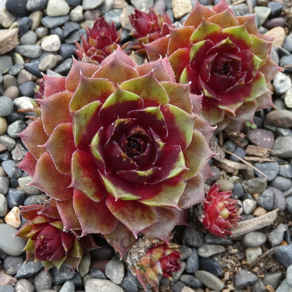Photo of Hen and Chicks (Sempervivum tectorum 'Rouge') uploaded by Patty